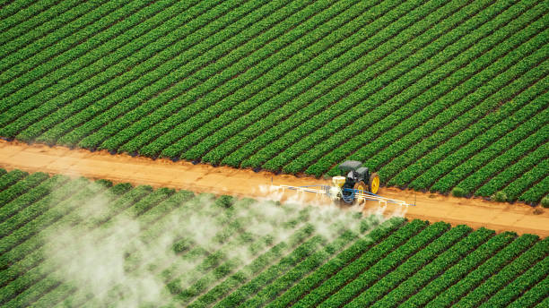 Best Best Pest Control Near Me  in Sunray, TX