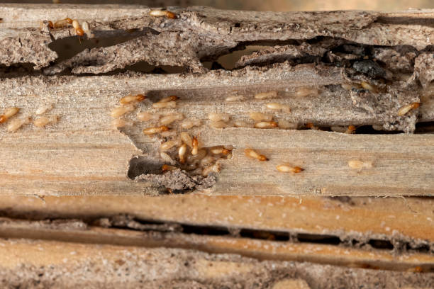 Best Best Pest Control Companies  in Sunray, TX
